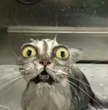 终于明白猫咪为什么不爱洗澡了