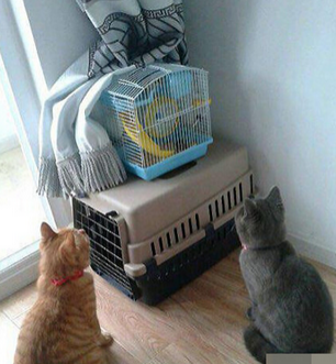 养了仓鼠，喵就一直这样