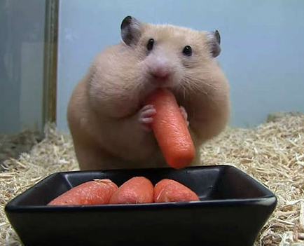 牙口好吃啥都香！