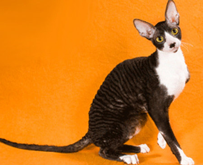 undefined{{pos:,w:,h:}}