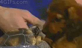 这是啥玩意儿能吃不？