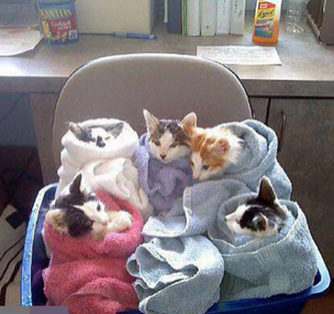 一群刚洗完澡的喵，好萌哦