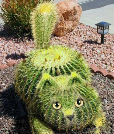 好卡哇伊的小猫咪 喵 抱抱