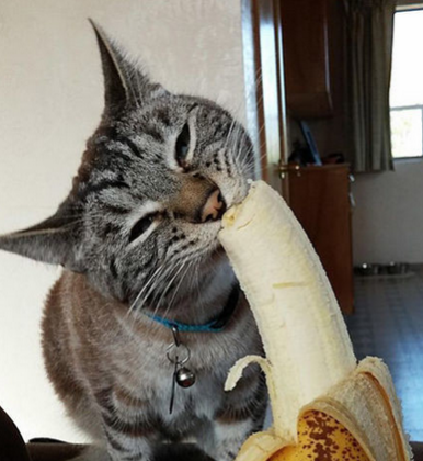 遇到这样的猫咪我也是醉了