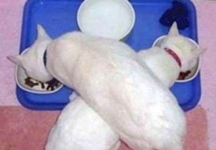 饭还是别人碗里的香啊