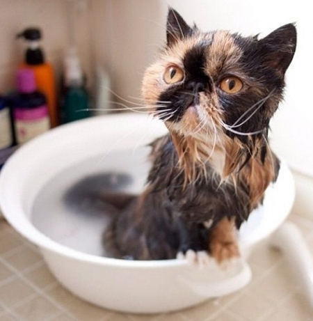 洗澡后的喵星人...