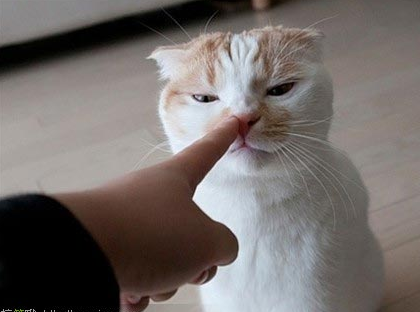 我再说一次，把！手！拿！开！