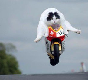 喵星人即将统治世界！颤抖吧！地球人！