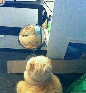 镜子里的不可能是我，哇靠，怎么会这么肿呢！