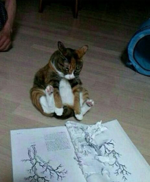 都跟你说了不是我干的