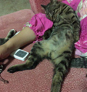 喵星人就寝铲屎官一动不敢动