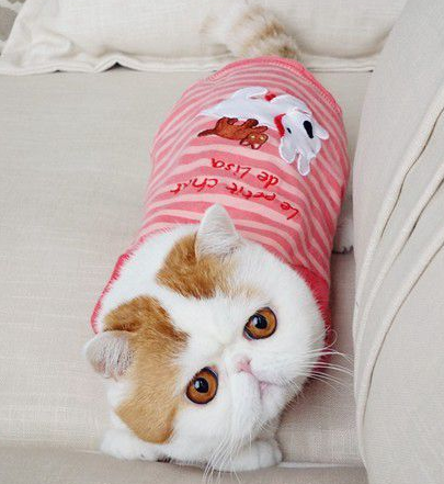 慵懒的下午，买个萌走一下……