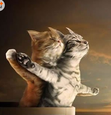 喵星人版的泰坦尼克号