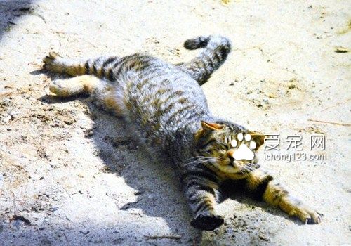 日本“打滚猫咪”爆红