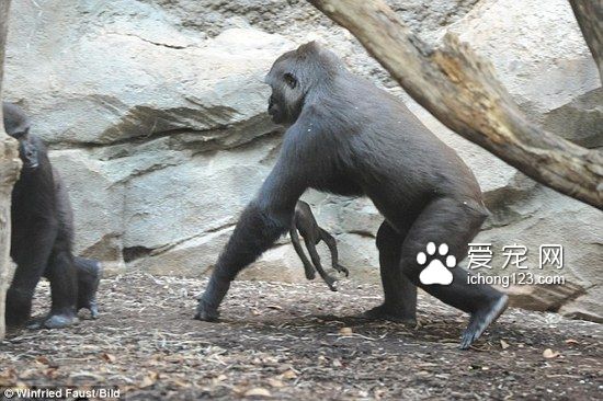 小猩猩不幸夭折 母猩猩死守一周试图唤醒