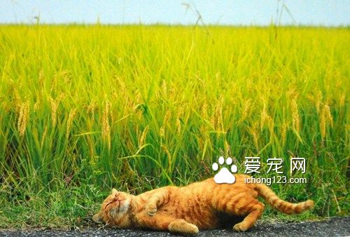 日本“打滚猫咪”爆红