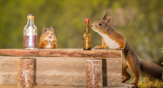 摄影师自制迷你吧台 松鼠被吸引变小酒鬼