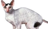 柯尼斯卷毛猫掉毛程度 换毛期掉毛较多