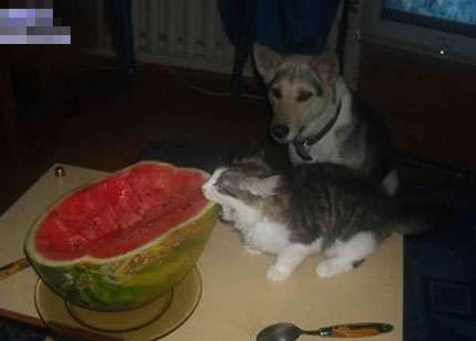 看我教你吃西瓜