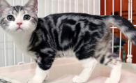 美国短毛猫多少钱 是十分聪明的猫种