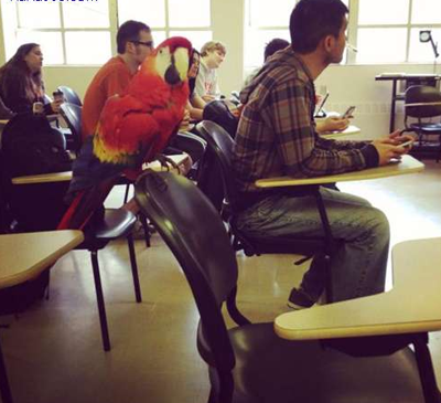 你也来凑热闹了