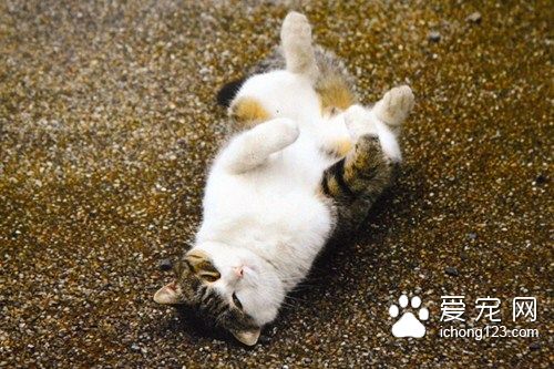 日本“打滚猫咪”爆红