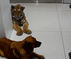 果真是虎落平阳被犬欺啊