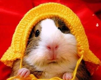 戴上帽子更萌了