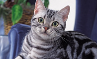 美国短毛猫的性格 它们性格十分温顺