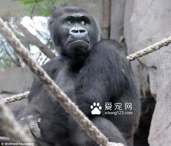 小猩猩不幸夭折 母猩猩死守一周试图唤醒