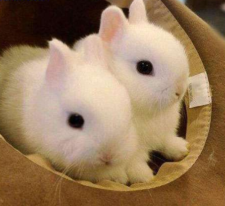 短腿短耳，这还是兔子吗？萌哭了