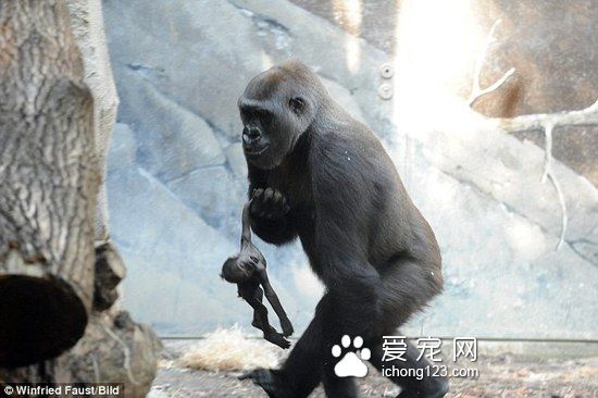 小猩猩不幸夭折 母猩猩死守一周试图唤醒