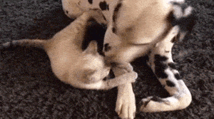 专治磨人的小妖精