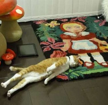 猫咪 你是在装死吗