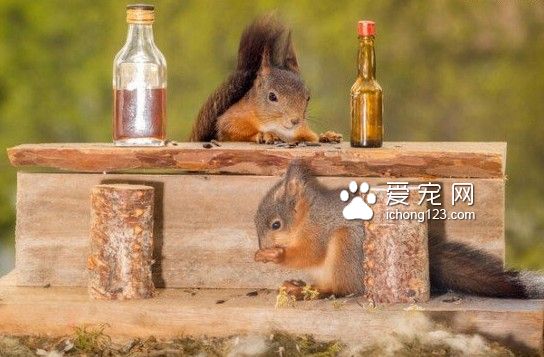摄影师自制迷你吧台 松鼠被吸引变小酒鬼