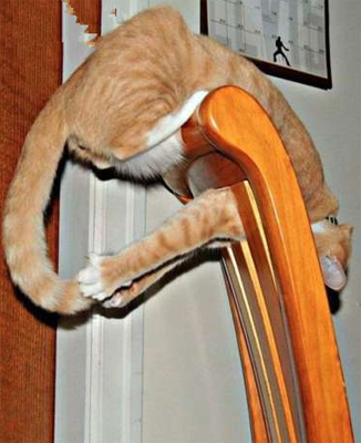 笨手笨脚的猫咪