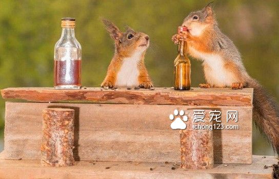 摄影师自制迷你吧台 松鼠被吸引变小酒鬼