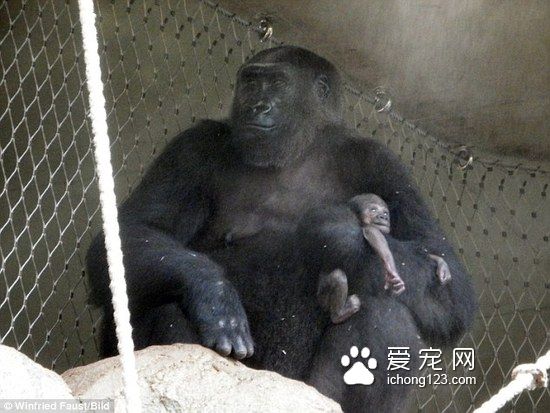 小猩猩不幸夭折 母猩猩死守一周试图唤醒