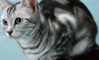 美国短毛猫怎么挑选 掌握挑选技巧