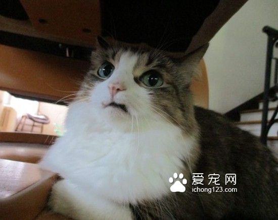 “巴格西二世”：天生没有上排牙的“小吸血鬼”