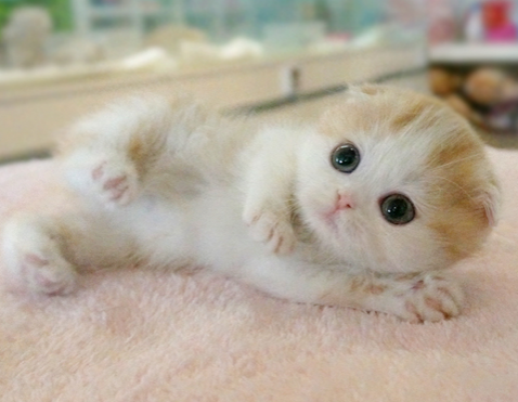 undefined{{pos:,w:,h:}}