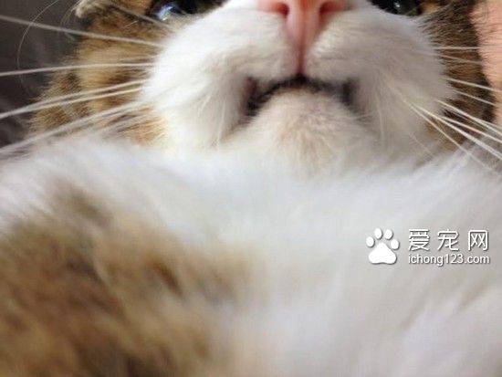 “巴格西二世”：天生没有上排牙的“小吸血鬼”