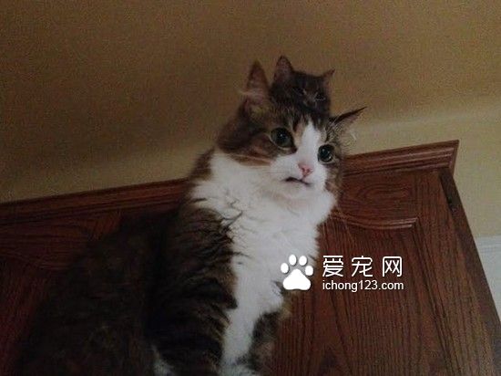 “巴格西二世”：天生没有上排牙的“小吸血鬼”