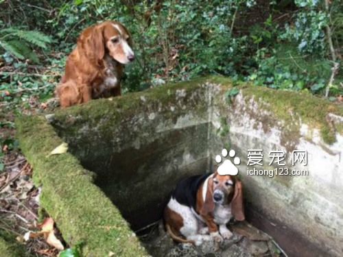 狗狗坠水池被困 “义气”狗友守护一周等救援