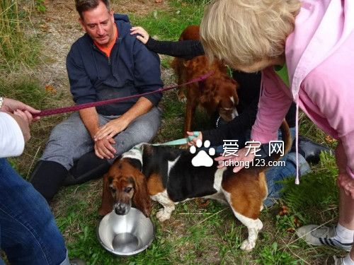 狗狗坠水池被困 “义气”狗友守护一周等救援