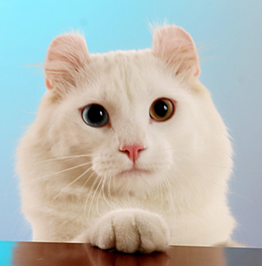 undefined{{pos:,w:,h:}}