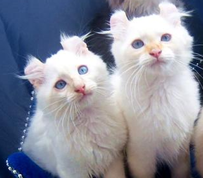 undefined{{pos:,w:,h:}}