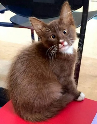 喵星人也会斗鸡眼