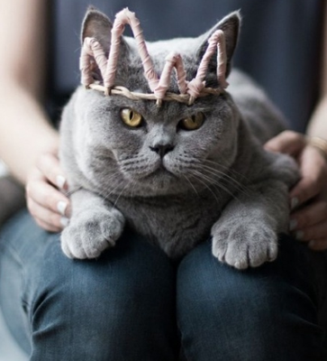 老娘今天就是喵星球的女王！