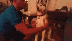 一只误食包有大麻零食的狗。。。。